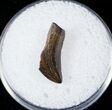 Partial Tyrannosaur Tooth - Montana #17566-1